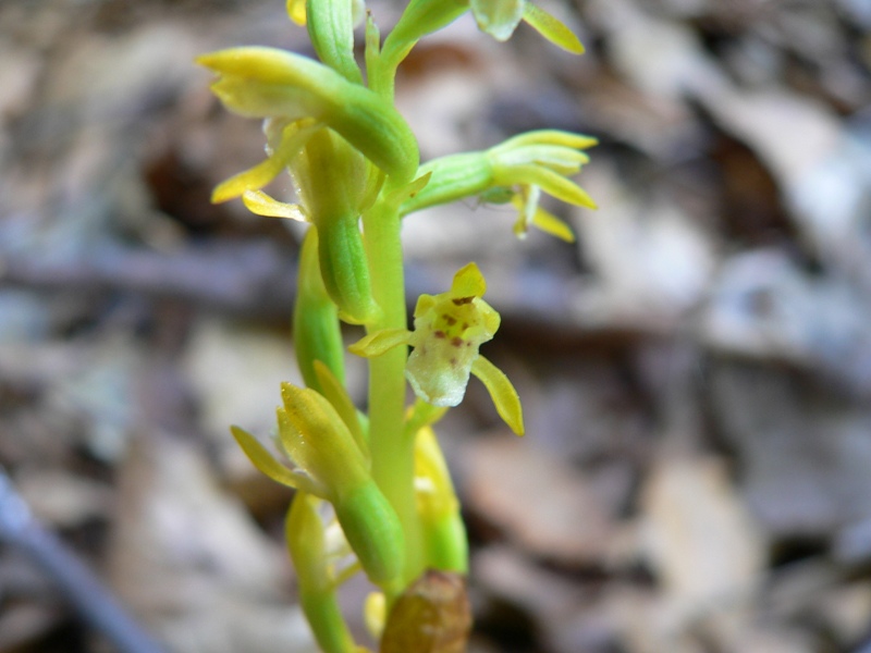 Corallorhiza trifida
